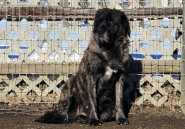 Bullmastiff Bullmastiff