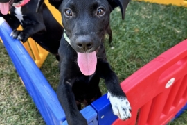 Labrador Retriever