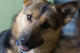 German Shepherd Dog German Shepherd Dog