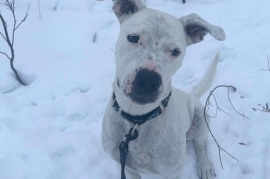Pit Bull Terrier