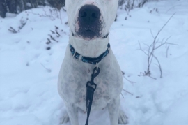 Pit Bull Terrier
