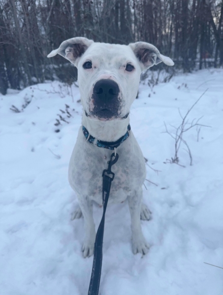 Pit Bull Terrier