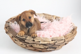 Retriever Mix Retriever Mix