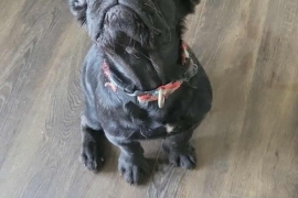 French Buldog French Buldog