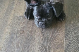 French Buldog French Buldog