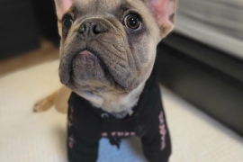 French Buldog French Buldog