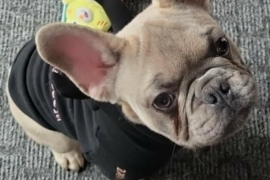 French Buldog French Buldog