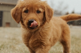 Golden Retriever 