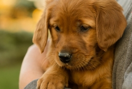 Golden Retriever 