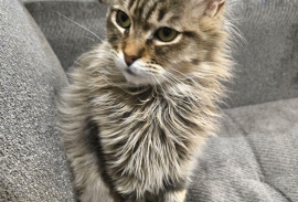 Domestic Medium Hair Domestic Medium Hair