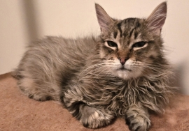 Domestic Medium Hair