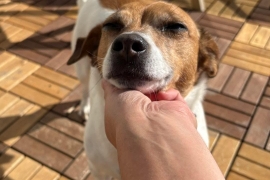 Jack Russell Terrier