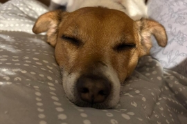 Jack Russell Terrier