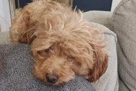 Cockapoo