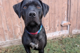 Black Labrador Retriever