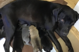 Black Labrador Retriever Black Labrador Retriever