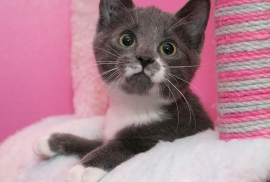 Domestic Short Hair Domestic Short Hair