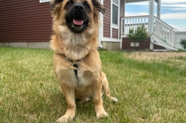 Belgian Shepherd / Malinois