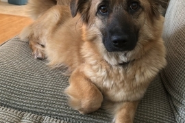 Belgian Shepherd / Malinois Belgian Shepherd / Malinois