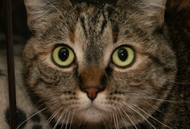 Tortoiseshell Tortoiseshell