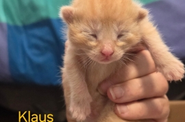 Domestic Medium Hair