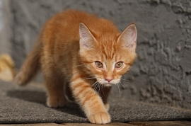 Domestic Medium Hair