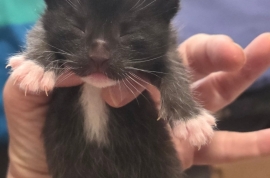 Domestic Short Hair Domestic Short Hair