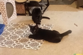 Domestic Short Hair Domestic Short Hair