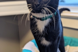 Domestic Short Hair Domestic Short Hair