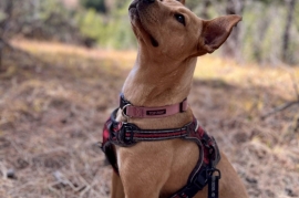 Labrador Retriever Labrador Retriever