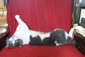 Domestic Short Hair Domestic Short Hair