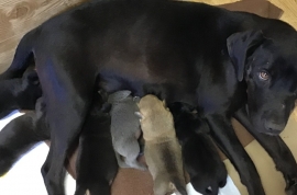 Black Labrador Retriever