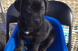 Black Labrador Retriever