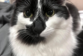 Domestic Medium Hair