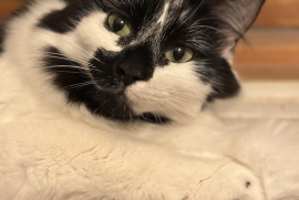 Domestic Medium Hair Domestic Medium Hair