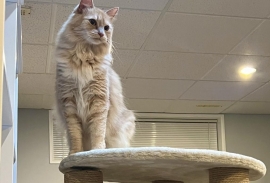 Domestic Medium Hair