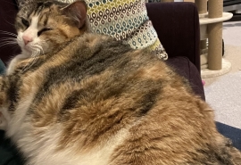 Domestic Short Hair Domestic Short Hair