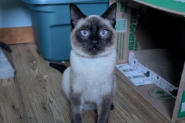 Siamese