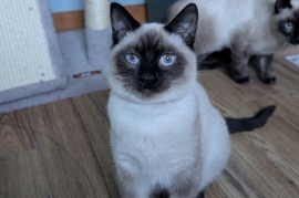 Siamese