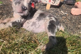 Micro Bully Micro Bully