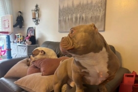 Micro Bully Micro Bully