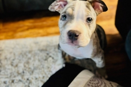 Micro Bully Micro Bully