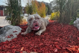 Micro Bully Micro Bully