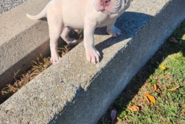 Micro Bully