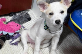 Labrador Retriever Labrador Retriever