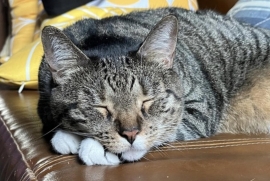 Domestic Short Hair Domestic Short Hair