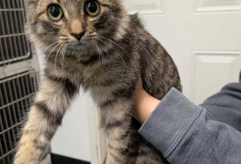 Domestic Medium Hair