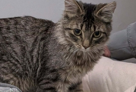 Domestic Medium Hair