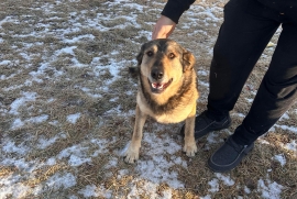 German Shepherd Dog German Shepherd Dog