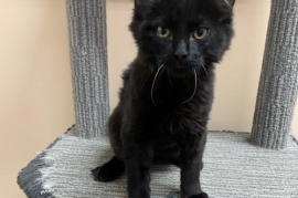 Domestic Medium Hair